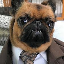 Fat dog mendoza is an. My Dog Is Fat Fat Dog Acceptance Movement Cypressxmx Twitter
