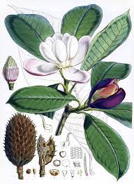 The Vintaquarian Botanical Illustration Botanical Drawings Botanical Prints