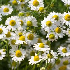 (the tea is great for an herbal baby bath as well!) safety precautions for using chamomile while nursing all though rare, some people have reported an allergy to chamomile. Chamomile Health Benefits Uses And Side Effects Dr Axe