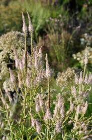Veronicastrum virginicum snapdragon family (scrophulariaceae) description: Wertvolle Geruststaude Veronicastrum Schau Und Sichtungsgarten Hermannshof