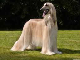 The breed is beautiful and has a gentle personality. 1000 Interesting Facts Dog Facts 3 Wattpad