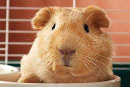 Some people prefer to get their guinea pigs from breeders. Guinea Pig