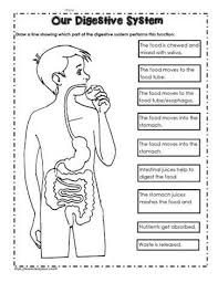 Digestive System Worksheet In 2020 Digestive System Worksheet Digestive System For Kids Worksheets For Kids