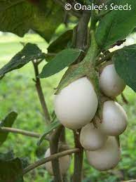 We did not find results for: Shop By Color Purples Ornamental Wonder Easter Egg Plant Seeds Solanum Ovigerum Weird Plants Planting Seeds House Plants Indoor