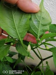 Racun serangga (pesticide) merupakan sejenis bahan kimia yang tergolong dalam kategori racun makhluk perosak iaitu sebarang bahan yang di gunakan untuk mencegah, memusnah, mengawal, menghalau atau mengurangkan makhluk perosak. Guna Syampu Bayi Pun Berkesan Untuk Kawal Serangga Perosak Tanaman Keluarga