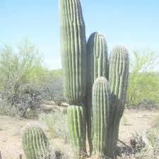 Along with each saguaro cactus picture, we've included a saguaro fact. Pdf Saguaro Carnegiea Gigantea Mortality And Population Regeneration In The Cactus Forest Of Saguaro National Park Seventy Five Years And Counting