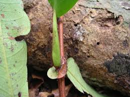 Image result for Gilbertiodendron dewevrei