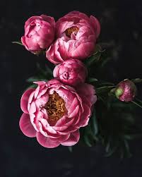 Pin On Flowers Galore