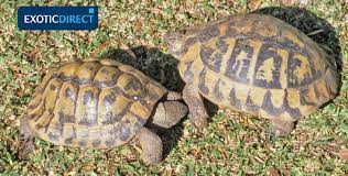 Turtles and tortoises are two different types of reptiles. Which Tortoise Should You Get Exoticdirect