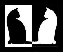 Black And White Cat Pictures To Print Black And White Cats For Pinning On Pinterest White Cats Black And White Pictures Cat Art