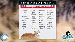 You may also rate the cat names that you like dislike most. Popular Cat Names Everything Cats Youtube