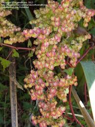 Image result for Rumex sagittatus
