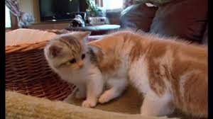 Manx purebred and banx (bengal/manx) kittens available april 2015.new homes june 1st 2015. Manx Kittens For Sale Cats For Adoption Sweetie Kitty 2021