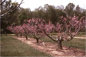 We did not find results for: Orchard Establishment And Production Stone Fruit University Of Florida Institute Of Food And Agricultural Sciences Uf Ifas