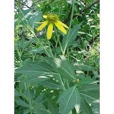 Image result for Rudbeckia laciniata
