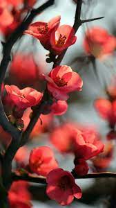 Pin By Anaely Olivas On Bring Me Flowers Cherry Blossom Flowers Flowers Photography Cherry Blossom Wallpaper
