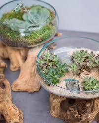 Ideas For Glass Terrariums Succulents Tillandsias Or Even Greenery The Terrarium Game Is Strong Over Here With These New Driftwood Glass Pieces Roge