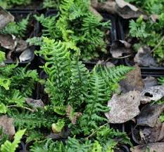 Image result for sleziník Asplenium