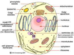 Animal cells contain small structures called organelles, which help carry out the normal operations of a cell. What Are The Parts Of An Animal Cell And Its Functions Quora