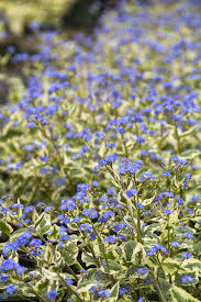 Image result for Isoglossa cyclophylla