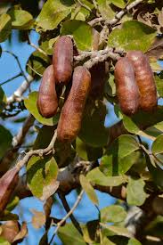 Locust, black locust, red locust. 29 Jamaican Fruits You Must Try On Holiday Bacon Is Magic