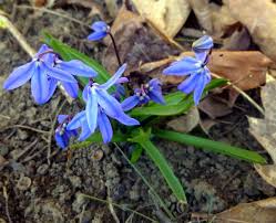 The emperor has no political power, yet he enjoys a unique place in japanese society, notes dr rajaram panda. Early Spring Flowers New Hampshire Garden Solutions