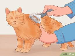 Press enter to collapse or expand the menu. How To Shave A Matted Cat Wikihow Pet