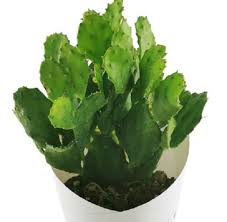 Image result for Brasiliopuntia