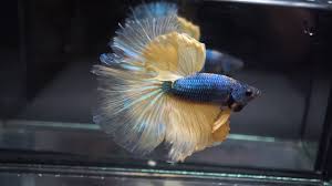 Bumblebee is a character from transformers. Huge 1 7 Body Super Blue Bumblebee Halfmoon Hm Male Betta Fish Youtube