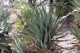 Image result for Aloe littoralis