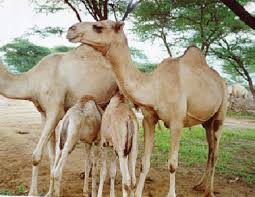 Once a cow starts breeding she will give birth to a calf about once every 2 to 3 years. Https Infonet Biovision Org Animalhealth Camels
