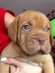 Select a puppy that interests you for additional photos, a description, whether the dog is good with children, and other helpful details. 39 Bronx Dog Ideas Bordeaux Dog Dogs French Mastiff
