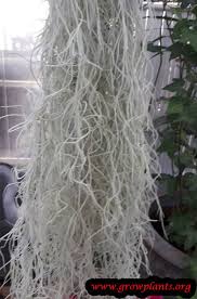 The trees are mostly oaks and one crepe myrtle. Spanish Moss How To Grow Care