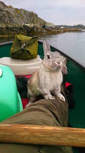 For whatever reason, if you are curious about how long a cat can go without water, read on for more information about how to care for your pet better. How Do Rabbits Drink In The Wild Petsial