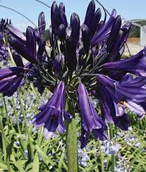 Pin On Favorite Garden Flowers