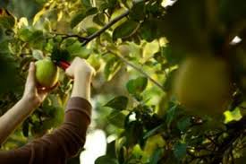 Reife quitten erkennt man daran, dass die früchte vollständig. Quitten Frucht Ernten Wie Man Quitten Baum Frucht Auswahlt Haenselblatt Com