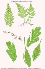 Image result for Crepidomanes