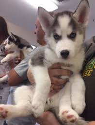 Find puppies for sale in wellington, florida! Siberian Husky Puppies For Sale Wellington Fl 302324