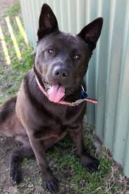 Medium male staffordshire bull terrier x kelpie dog. Milo Medium Female Staffordshire Bull Terrier X Shar Pei Mix In Nsw Staffordshire Bull Terrier Bull Terrier Doggy