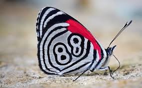 The population was 2,173 at the. Colombia Captan Extrana Mariposa Con Numero 88 Tatuado En Alas Video