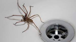 We've all heard the stories. Does Bleach Kill Spiders Find Out The Facts