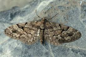 Image result for Eupithecia lanceata