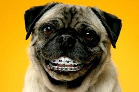 This Ostrich Weird Looking Animals Cute Memes Dental Braces