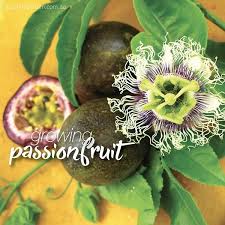 It is cultivated commercially in tropical and subtropical areas for its sweet, seedy fruit. Passionate For Passionfruit Growing Passion Fruit Vines About The Garden Magazine