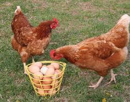 For many people, math is probably their least favorite subject in school. Fun Chickens Quiz Free Online Quiz For Kids With Score Game