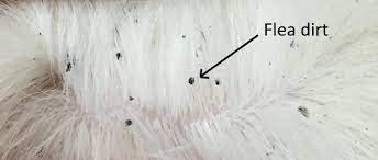 Unlike lice, fleas lay eggs that fall right off the pet into carpets, bedding and backyard areas. Fleas On Dogs Pdsa
