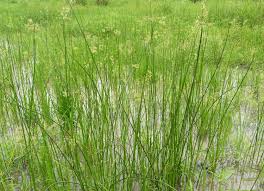 Image result for Cyperus