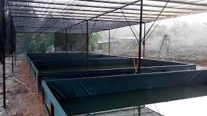 Ternakan Udang Kara Redclaw Cherax Quadricarinatus Lobster Air Tawar Fresh Water Ternakan Lobster Blue Cherax Air Tawar