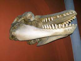 Stellen sie die biologie und ökologie der schweinswale unter besonderer berücksichtigung der von ihnen besetzten marinen ökologischen nische dar. Meeresakrobaten Das Skelett Der Delfine