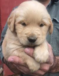 Golden retriever · oak ridge, tn. Golden Retriever Puppy For Sale Adoption Rescue For Sale In Milan Tennessee Classified Americanlisted Com